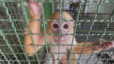 Wenn Affen als Haustiere gehalten werden, ist die Gefahr sich anzustecken besonders groß. | Bild: BR