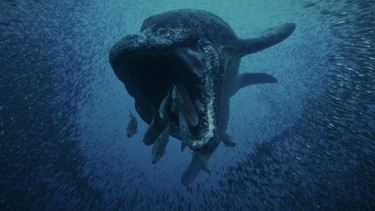 Gigantische Kiefer und ein muskelbepackter Körper machten den Mosasaurus zum Herrscher der Meere. Zwanzig Millionen Jahre lang bevölkerte er alle Weltmeere. | Bild: Autentic GmbH/BR