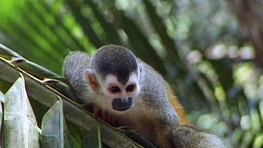 Eine außergewöhnliche Vielfalt der Tier- und Pflanzenwelt bietet Costa Rica, das kleine Land beheimatet rund fünf Prozent aller Lebewesen auf unserem Planeten. Hier lebt auch das Totenkopfäffchen. | Bild: BR
