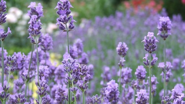 Lavendel Ð ein duftender Sommerhit für jeden Garten. | Bild: BR