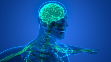 Illustration des menschlichen Nervensystems und Gehirns | Bild: picture alliance / Zoonar / magicmine