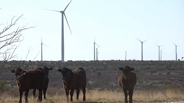 nano - Amerikas neue Klimapolitik / Angus-Rinder und Windkrafträder auf einer Farm in Texas | Bild: 3sat/ZDF