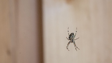 Planet Wissen · Spinnen · Nützliche Jägerinnen auf acht Beinen | Bild: BR