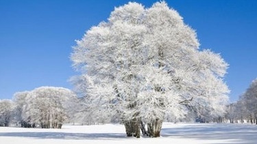 Schnee · Warum er für uns und die Natur so wichtig ist | Bild: planet-wissen.de