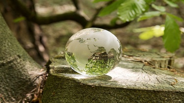 Glasglobus auf einem Baumstumpf im Wald | Bild: picture alliance / imageBROKER | Ralph Kerpa