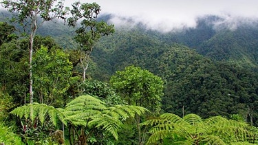 Der Regenwald in Ecuador: grün soweit das Auge reicht. | Bild: Janika Kerner