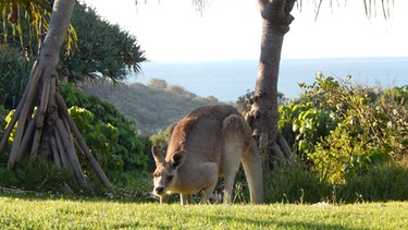 Kangaroo auf Stradbroke Island | Bild: Nils Neumann