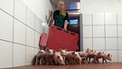Tierwirt Schweinehaltung | Bild: BR