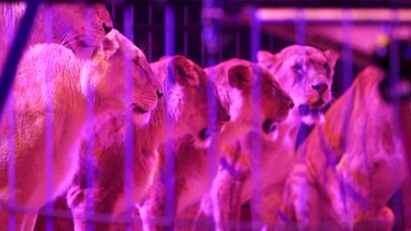Wildtiere im Zirkus - Löwen hinter Gittern | Bild: BR