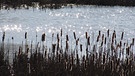Sonnenglitzer auf dem Teich. | Bild: Bettina Reger, Bärnau, 09.03.2024