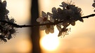 Baumblüten als Frühlingsboten bei tiefstehender Sonne im Norden von Bad Windsheim. | Bild: Frank Wiemer, Bad Windsheim, 15.03.2024