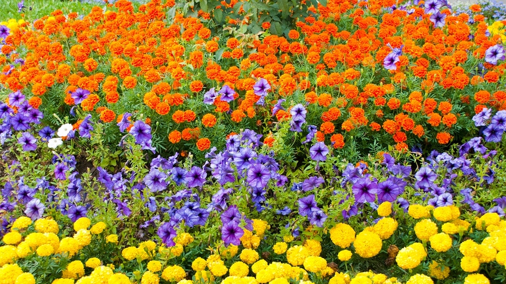 Blumenbeet | Bild: colourbox.com