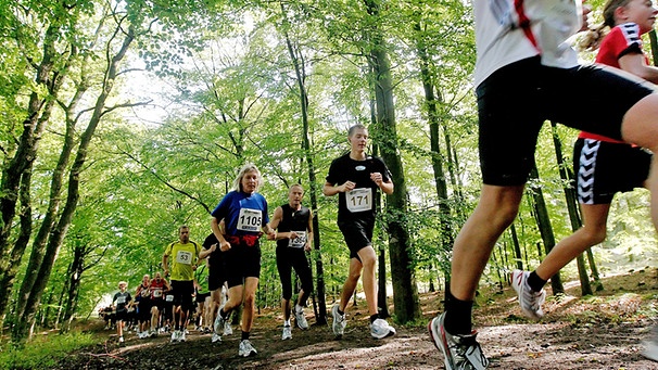 Eine Gruppe Läufer im Wald | Bild: colourbox.com