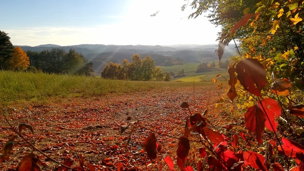 "Herbst total" könnte man diesen Ausblick auf die Hersbrucker Schweiz von Krottensee aus nennen | Bild: Sabine Friede, Neuhaus a. d. Pegnitz, 12.10.2018