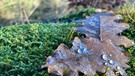 Eichenblätter mit Tautröpfchen auf dem moosbedeckten Waldboden in Ziegelerden bei Kronach.
| Bild: Ralph Achtmann, Marktrodach , 23.11.2020