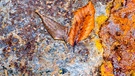 Farblich angepasst, Herbstblätter auf rostiger Eisenplatte. Am Hammer in Katzwang. | Bild: Reinhold Schaufler, Nürnberg, 15.10.2021