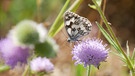 Schmetterling im Sonnenschein. | Bild: Bettina Full, Egenhausen, 27.06.2023