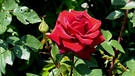 Die Rose - bezaubernde Schönheit. | Bild: Liane Mohringer, Hof, 28.06.2023