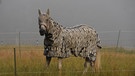Im Nebel dachte ich sofort an ein Zebra, dieses Pferd ist gut gegen die Peiniger, Bremse und Co., geschützt. So sollte ich vielleicht auch zum wandern gehen.  | Bild: Gisela Lindemann, Neuhaus (Pegnitz), 28.06.2023
