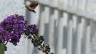 Taubenschwänzchen an der Blüte. | Bild: Wunibald Wörle, Sankt Ottilien, 28.06.2023