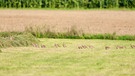 Dieses Foto habe ich schon aufgenommen, bevor der Dauerregen kam, über 20 Rebhühner liefen im Gänsemarsch über einen frisch gemähten Acker, das zusammengeschlagene Gras diente ihnen als Versteck. Ich habe die letzten Jahre noch nie so eine Ansammlung von Rebhühnern auf den Feldern bei Trommetsheim gesehen. | Bild: Ursula Knoll, Trommetsheim, 28.08.2023
