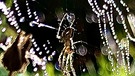Die Tautropfen am Spinnennetz sehen aus wie eine Perlenkette und die Spinne bewacht das alles. | Bild: Kerstin Mahr, Wassermungenau, 03.09.2023