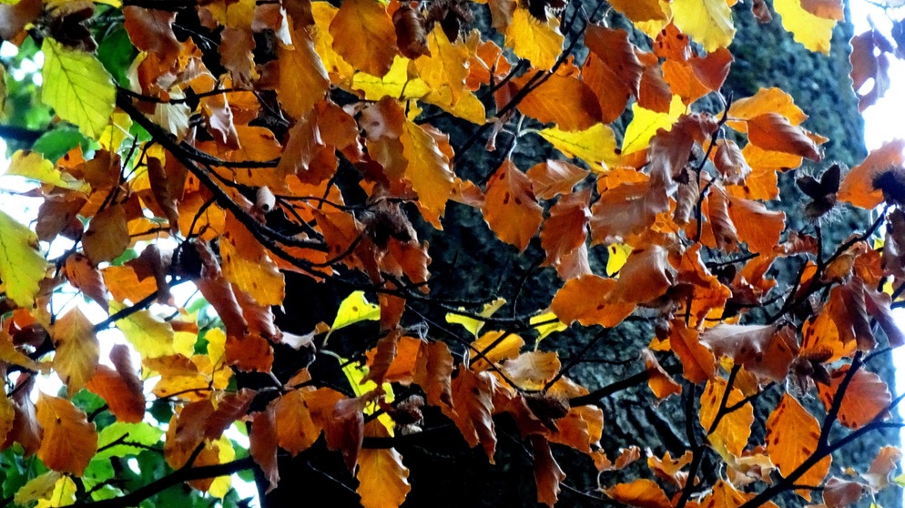 Herbstfärbung der Buchenblätter (aufgen. in Hof). | Bild: Liane Mohringer, Hof, 10.10.2023