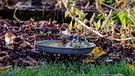 Diese kleine Blaumeise fühlt sich sichtlich wohl beim Baden in unserer Vogeltränke, bei einer Außentemperatur von 14 Grad. | Bild: Heinrich Schmidt, Weisendorf, 10.10.2023