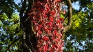 Im Wald in Kriegenbrunn sieht dieser Baumstamm aus, der von den Sonnenstrahlen beleuchted wird, als wäre er mit schönen roten Herbstblätter geschmückt. | Bild: Wilfried Wagner, Erlangen, 13.10.2023