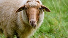 Wird wohl bald vorbei sein mit dem frischen Grün auf der Weide. Das Schaf genießt es bei Neuhaus. | Bild: Gisela Lindemann, Neuhaus (Pegnitz), 13.10.2023