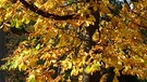 Goldene Herbstfärbung. | Bild: Liane Mohringer, Hof, 16.10.2023
