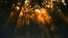 Nebel machen die Sonnenstrahlen sichtbar, die durch die Bäume und Äste dringen, die eine schöne aber auch mystische Stimmung hervorrufen. Gesehen in Erlangen. | Bild: Wilfried Wagner, Erlangen, 17.10.2023