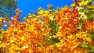 Der goldene Oktober. Das Herbstlaub in den schönsten Farben in der Bayreuther Wilhelminenaue. | Bild: Uwe Fößel, Bayreuth, 25.10.2023