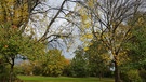 Es ist sehr schnell Herbst geworden hier im herrlichen Stadtpark Fürth. Noch leuchten die Blätter an und unter den Bäumen. Außerdem ist es arg kalt geworden. | Bild: Elke Dinfelder, Fürth-Ronhof, 28.10.2023
