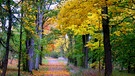 Leuchtender Herbst. | Bild: Liane Mohringer, Hof, 30.10.2023
