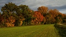 In Kleingründlach werden die unterschiedlichen farbigen Herbstbäume durch die Abendsonne schön in Szene gesetzt. | Bild: Wilfried Wagner, Erlangen, 31.10.2023