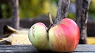Apfelliebe, gefunden und fotografiert in Himmelkron | Bild: Ilona, Krischaj-Pinetzki, 06.11.2023