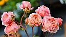 Solange noch die Rosen blühen, ist das Gartenjahr nicht zu Ende. | Bild: Sigrid Pfeifer, Sommerau, 08.11.2023