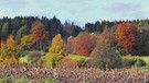 Farbiger Herbst. | Bild: Liane Mohringer, Hof, 09.11.2023