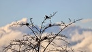 Tauben genießen noch die letzten Sonnenstrahlen in Trommetsheim. | Bild: Ursula Knoll, Trommetsheim, 12.11.2023