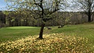 Ertragreicher Apfelbaum am Golfplatz Fahrenbach, wer nimmt sie mit? | Bild: Günter Lorke, Tröstau, 16.11.2023