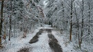 Verschneiter Waldweg. Hier konnte man gestern noch durchfahren, ohne dass Äste so weit hineinragten. | Bild: Herbert Bauer, Feucht, 28.11.2023