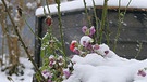 Der erste Schnee kämpft noch gegen zu milde Temperaturen, aber er hat gute Chancen, zu gewinnen. | Bild: Carmen Heunisch, Geroldshausen, 28.11.2023
