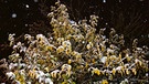 Erster Schnee in Weihenzell. Der Apfelbaum erhält sein Winterkleid. | Bild: Hans Göttfert, Weihenzell, 28.11.2023