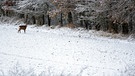 Rehe auf der Suche nach etwas Essbarem auf einem verschneitem Acker. | Bild: Horst Bertzky, Bad Kissingen, 30.11.2023