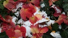 Der Schnee der wie Puderzucker zwischen den roten und grünen Laubblätter aussieht, gibt dem Bild einen schönen Kontrast. Gesehen in Erlangen. | Bild: Wilfried Wagner, Erlangen, 30.11.2023