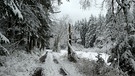 Spaziergang im Winterwald - wunderbar! | Bild: Günter Lorke, Tröstau, 03.12.2023
