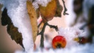Winterimpression, Zierapfel im Schneekleid. | Bild: Rudolf Kunz, Scheinfurt, 16.12.2023