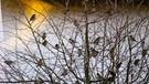 Spatzengezwitscher in Mutzenroth. Wie Früchte auf einem Baum. | Bild: Wolfgang Zinser, Oberschwarzach, 18.12.2023