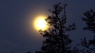 Es ist nicht die Sonne, die sich frühs halb hinter dem Baum versteckt, es ist der Vollmond in aller Früh. | Bild: Karl Schönherr, Marktbreit, 27.12.2023